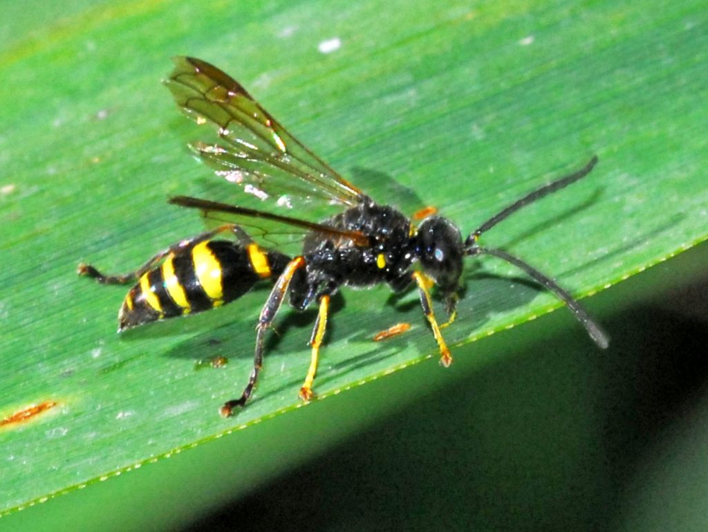 Crabronidae: maschio di Gorytes sp.